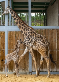 Oh boy! Er is een nieuw Giraffekalf in Disney&#039;s Animal Kingdom Theme Park geboren en het is een jongen!